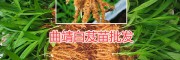 三叉白芨小苗@高存活率白芨苗銷(xiāo)售，曲靖白芨苗