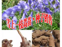 大量出售黃草烏苗丶種子#今日黃草烏種子多少錢一斤？圖2