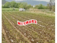 云南麗江哪里面50公分桃樹苗直銷|麗江各規(guī)格公分桃樹苗圖2