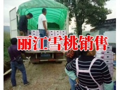 云南麗江哪里面50公分桃樹苗直銷|麗江各規(guī)格公分桃樹苗圖3