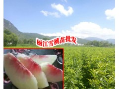 /求購麗江雪桃樹苗_麗江10公分雪桃樹苗銷售公司圖2