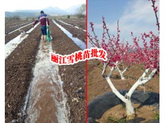 麗江雪桃苗多少錢一株_雪桃桃樹苗5公分以上的多少錢一棵?圖3