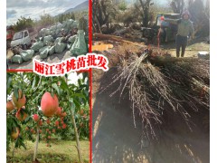 海拔900能不能種植麗江雪桃_雪桃樹苗銷售_雪桃苗圖3