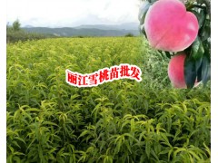 什么時(shí)候種植麗江雪桃樹(shù)苗好？麗江雪桃苗多少錢一苗圖3