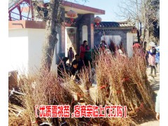 云南麗江雪桃苗_麗江雪桃苗銷售公司_麗江雪桃苗品牌公司圖3