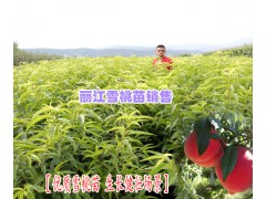 今年雪桃樹苗價格表|云南雪桃樹苗圖3