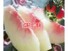 云南麗江雪桃苗木|今年雪桃桃樹(shù)苗批發(fā)圖3