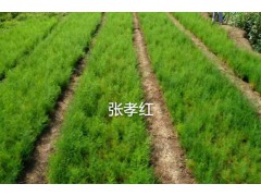 自產(chǎn)自銷云南大天冬_麗江天冬苗多少錢一棵圖2