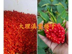 大理滇重樓種植基地，祥云重樓芽銷售價(jià)-南澗哪有重樓苗重樓芽？圖2