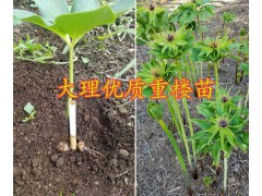 大理滇重樓種植基地，祥云重樓芽銷售價(jià)-南澗哪有重樓苗重樓芽？圖3