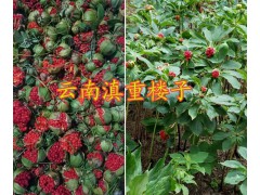 大理大葉滇重樓子價格&重樓芽頭銷售-云南重樓哪種好？圖2