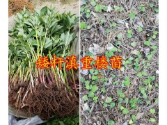 大理大葉滇重樓子價格&重樓芽頭銷售-云南重樓哪種好？圖3