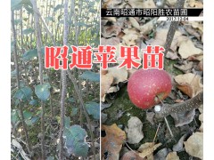 云南哪有早酥紅梨樹苗？紅梨樹苗批發(fā)15125404188圖3