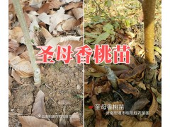 昭通蜂糖李苗批發(fā)價(jià)格-云南哪有蜂糖李子苗-香桃苗銷售圖2