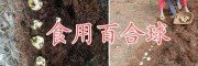 云南優(yōu)質(zhì)百合球批發(fā)商，曲靖百合種植合作社食用百合銷(xiāo)售