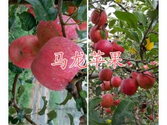 昆明紅富士蘋果供應(yīng)-曲靖紅富士蘋果銷售&馬龍?zhí)O果批發(fā)圖1