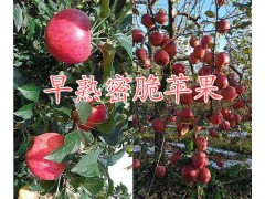 曲靖紅梨銷售信息-昆明紅梨批發(fā)價格&馬龍產紅梨圖3