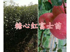 曲靖大紅袍花椒苗一棵多少錢/云南黃金李苗價格-黃金李樹苗圖3