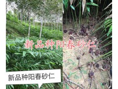 云南砂仁苗批發(fā)-砂仁一斤價格-云南陽春砂仁種植圖2