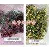 金果欖種植幾年可以挖？云南金果欖種植-地苦膽種植基地