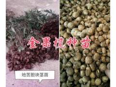 金果欖種植幾年可以挖？云南金果欖種植-地苦膽種植基地圖2