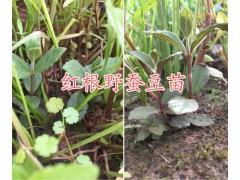 金果欖種植幾年可以挖？云南金果欖種植-地苦膽種植基地圖3