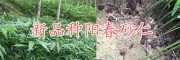 普洱砂仁種植基地-云南陽春砂仁干貨批發(fā)價(jià)格/砂仁種苗銷售