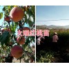 袋裝映霜紅桃苗批發(fā)&映霜紅桃樹苗的價(jià)格-大理桃苗商