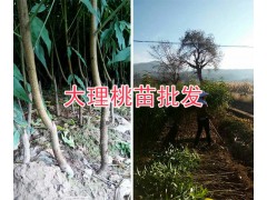 袋裝映霜紅桃苗批發(fā)&映霜紅桃樹苗的價格-大理桃苗商圖2