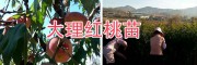 映霜紅桃冬桃苗-大理永平哪里有桃苗&紅桃苗基地