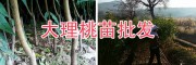 2年生桃樹苗-大理映霜紅桃苗批發(fā)&云南優(yōu)質(zhì)紅桃苗