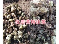 云南黃精紅花苗|普洱黃精種苗白花-黃精塊莖批發(fā)圖2