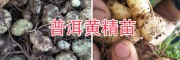 黃精塊莖種苗、滇黃精成品自產(chǎn)自銷-14736739836