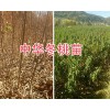 大理冬桃新品種苗/中華冬桃2號苗批發(fā)基地-冬桃苗