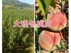 大理冬桃新品種苗/中華冬桃2號苗批發(fā)基地-冬桃苗圖2