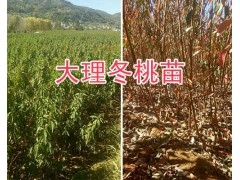 大理冬桃新品種苗/中華冬桃2號苗批發(fā)基地-冬桃苗圖3