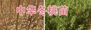 中華2號冬桃苗-大理中華2號冬桃苗批發(fā)-冬桃苗銷售