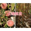 哪種冬桃苗好？大理中華2號(hào)冬桃苗銷售-25萬(wàn)棵冬桃苗