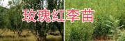 大理玫瑰李苗、脆紅李子樹苗批發(fā)，李子苗技術(shù)指導(dǎo)