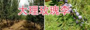 脆紅李苗基地&玫瑰李子苗批發(fā)-大理李子苗銷售