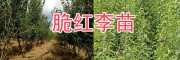 新品種李子苗-大理脆紅李苗銷售/中華2號冬桃苗