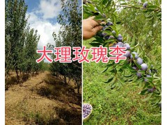 大理脆紅李樹苗種植基地：25萬棵新品種李苗銷售圖2