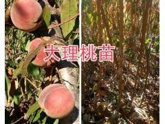 大理彌渡果苗供應(yīng)：脆紅李子苗、中華2號(hào)冬桃苗現(xiàn)貨批發(fā)圖1