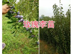 大理彌渡果苗供應(yīng)：脆紅李子苗、中華2號(hào)冬桃苗現(xiàn)貨批發(fā)圖3