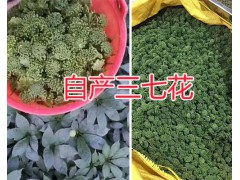 文山市三七花基地-年底大促-優(yōu)質(zhì)三七花銷售圖2