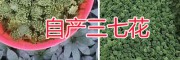 三七花，自然無添加，文山市三七花種植生產(chǎn)基地