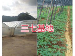 有機三七粉銷售#文山市頭三七粉三七種植基地圖3