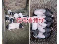 云南巴馬香豬養(yǎng)殖基地-巴馬香豬肉豬銷售/香豬種豬圖2