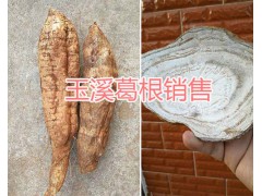 玉溪葛根在哪里買？云南葛根干片批發(fā)、葛根銷售圖3