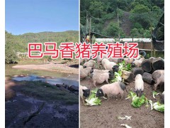 巴馬香豬養(yǎng)殖場(chǎng)：玉溪商品巴馬香豬、巴馬香豬仔豬種銷售圖2